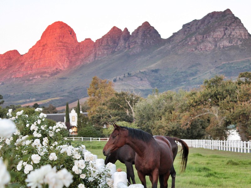 AVONTUUR STUD REACHES HEIGHTS IN NATIONAL YEARLING SALE Image 1
